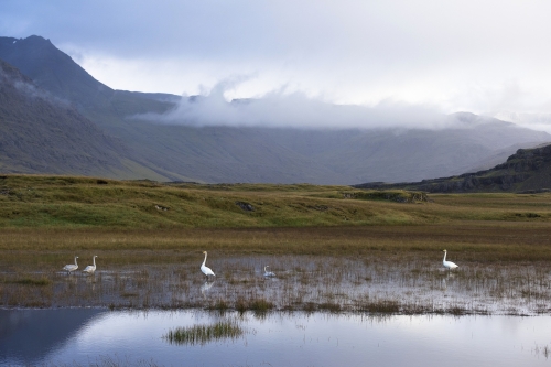 13-wildlife-photography-animal-picture-iceland